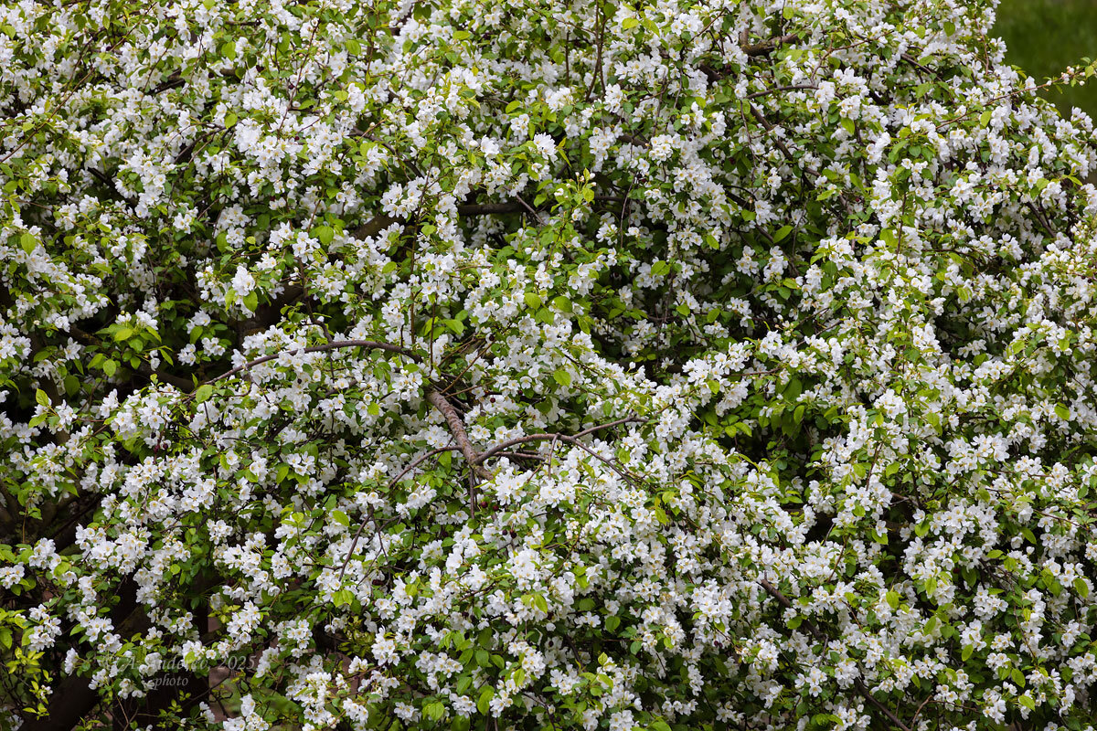 Весеннее цветение - Александр Синдерёв