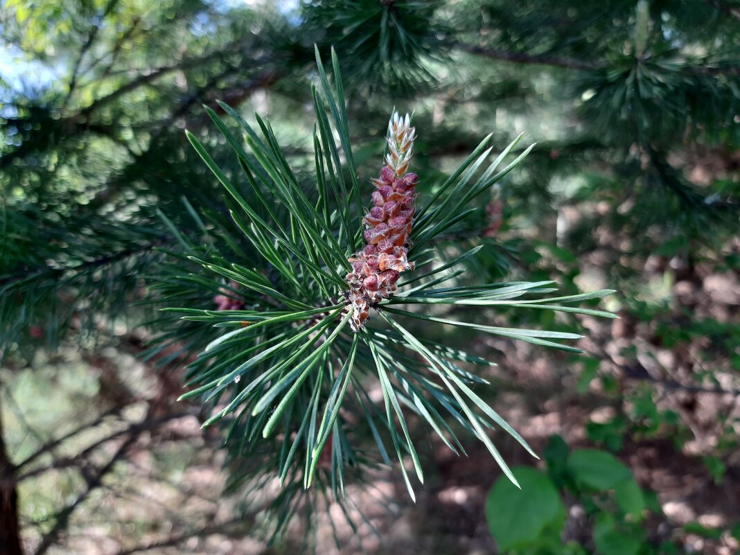 Весна идёт, весне дорогу! - Галина Минчук