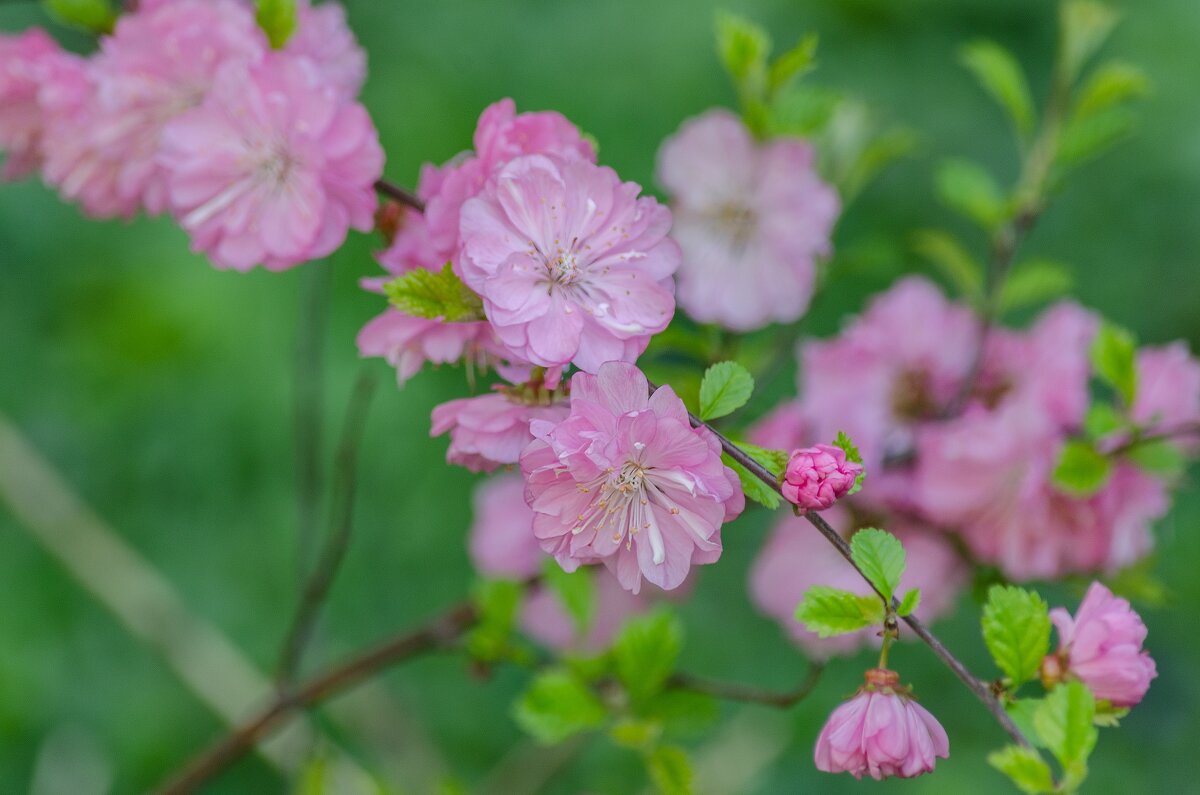 *** - Виктор Иванович Чернюк *** - Виктор Иванович Чернюк