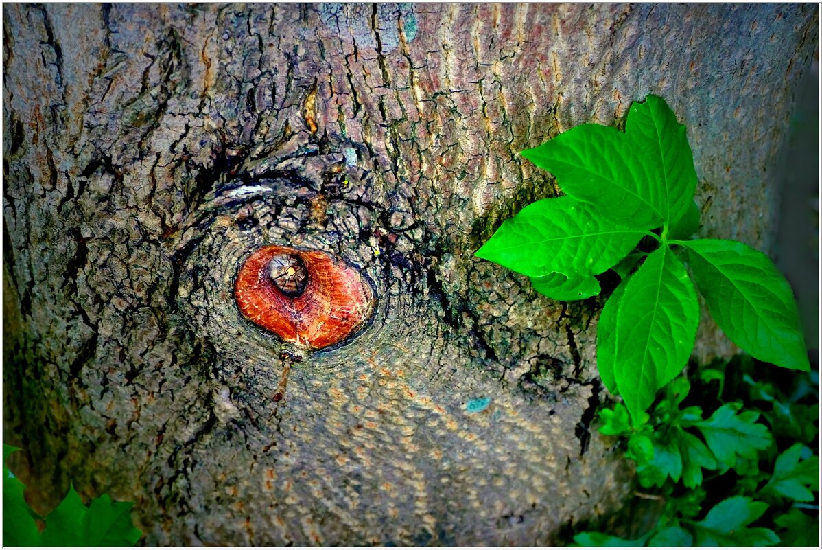 ГЛАЗ... - Elvira E. ГЛАЗ... - Elvira E.