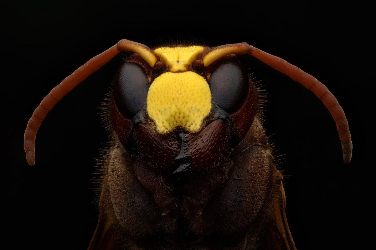 *** - Евгений Фруман *** - Евгений Фруман