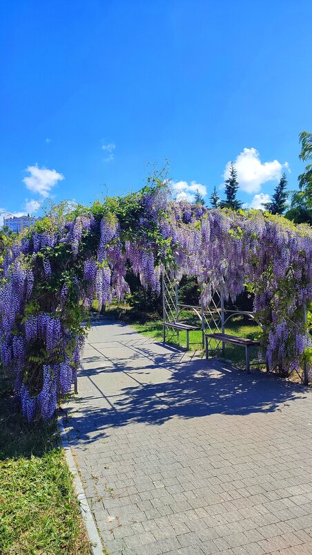 Глициния - Людмила Мила