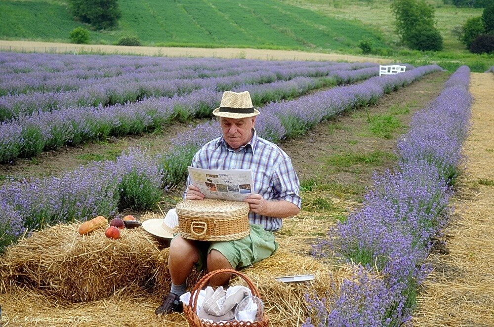 Свіжі новини на лавандовому полі - Степан Карачко