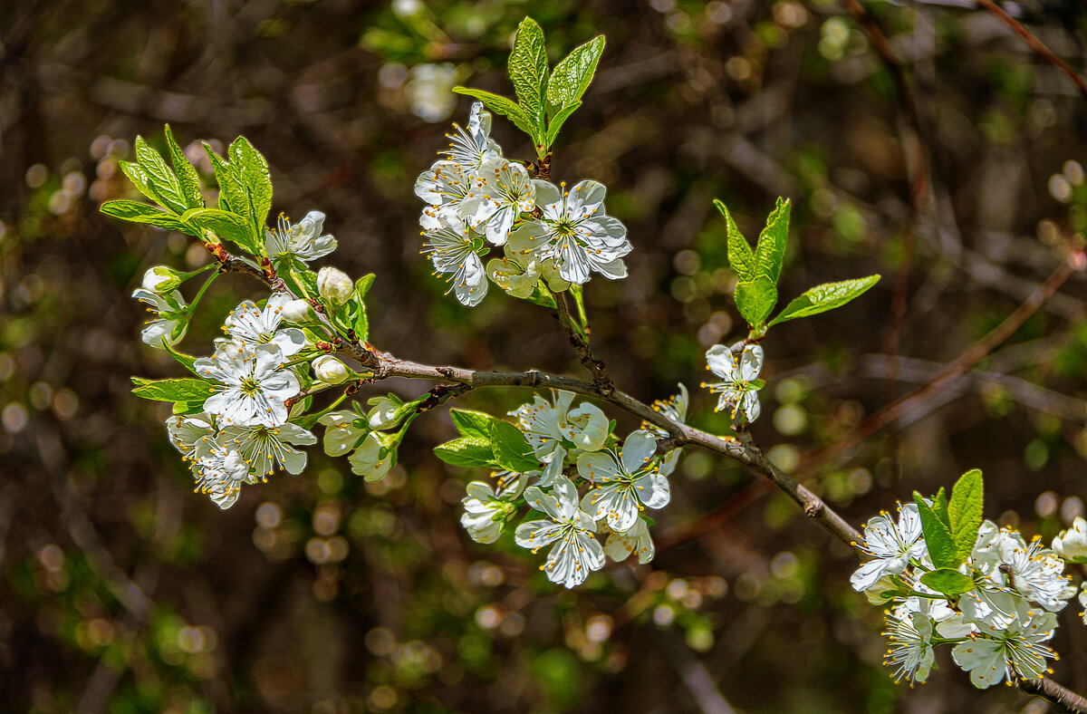 *** - Aleksey Afonin