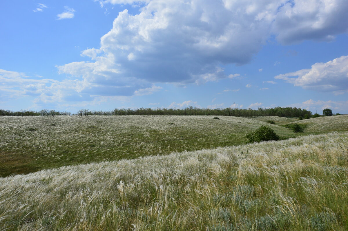 Ковыль. - Виктор 