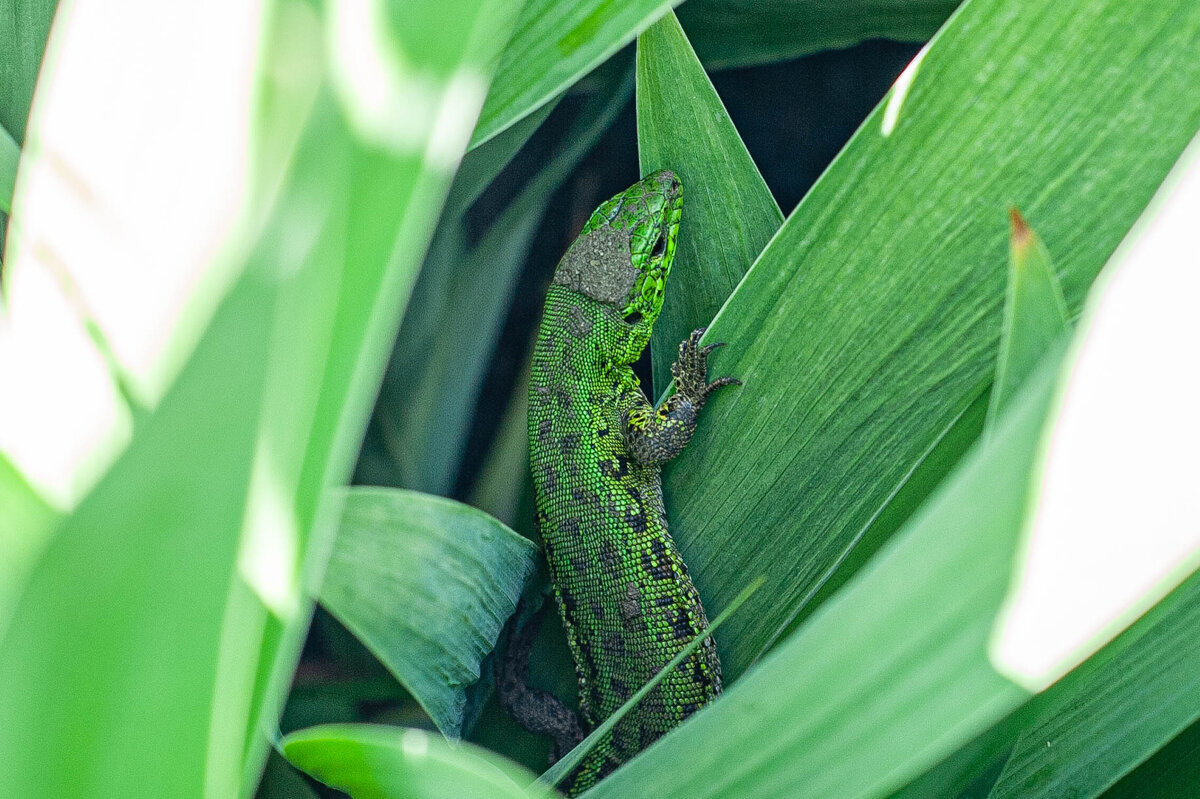 удивительная природа - Виктор Скаков удивительная природа - Виктор Скаков