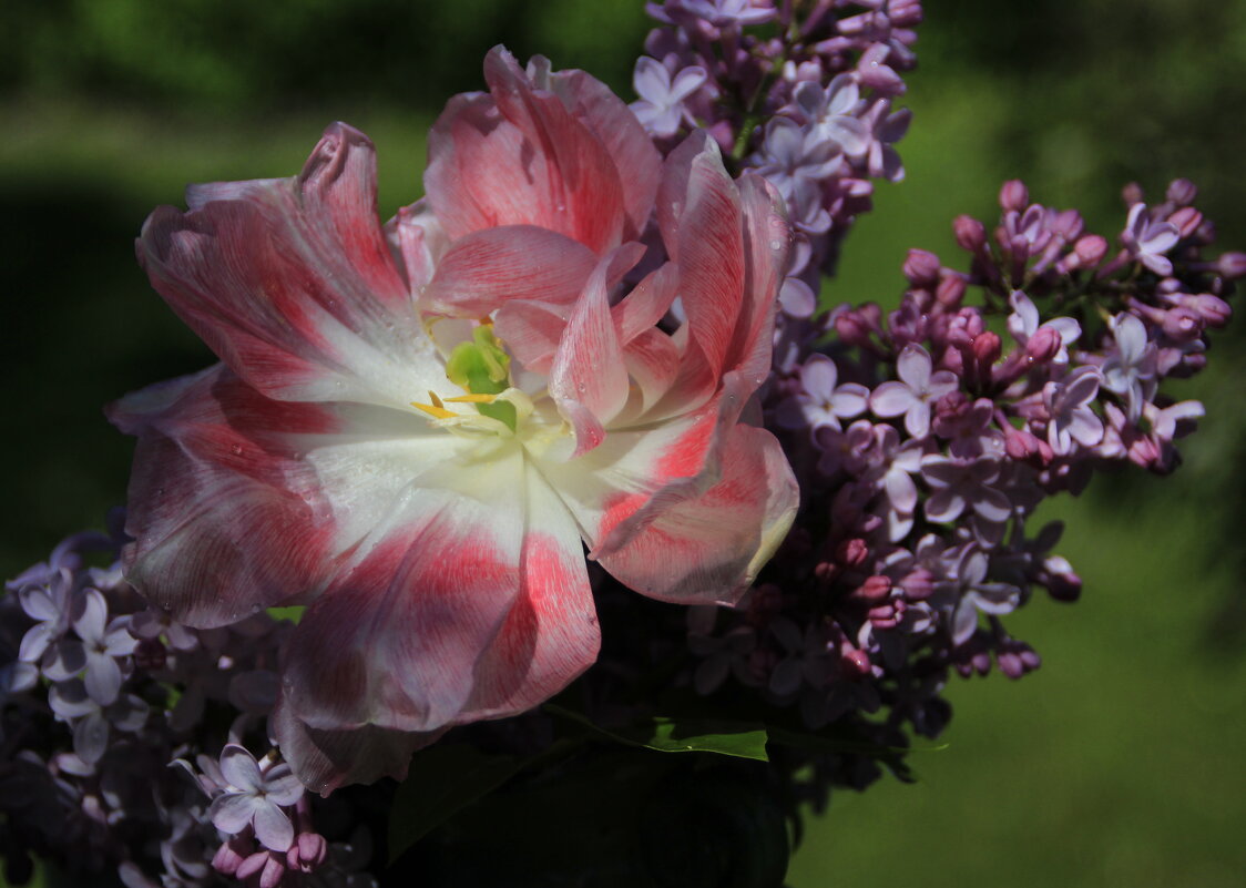 Душистый май.. - Татьян@ Ивановна