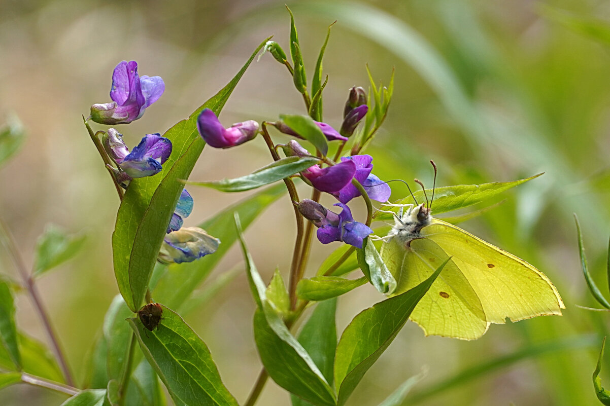 Очарованная - Галина Кан Очарованная - Галина Кан