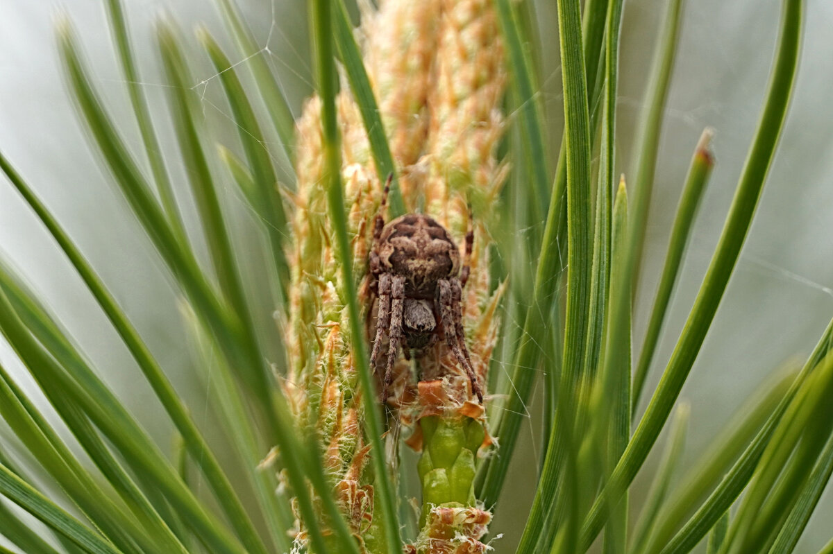 Сгруппировался - Галина Кан