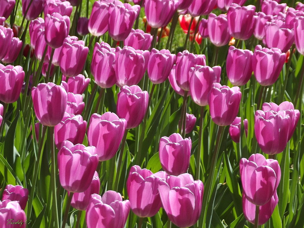 Тюльпановое море - Freddy 97