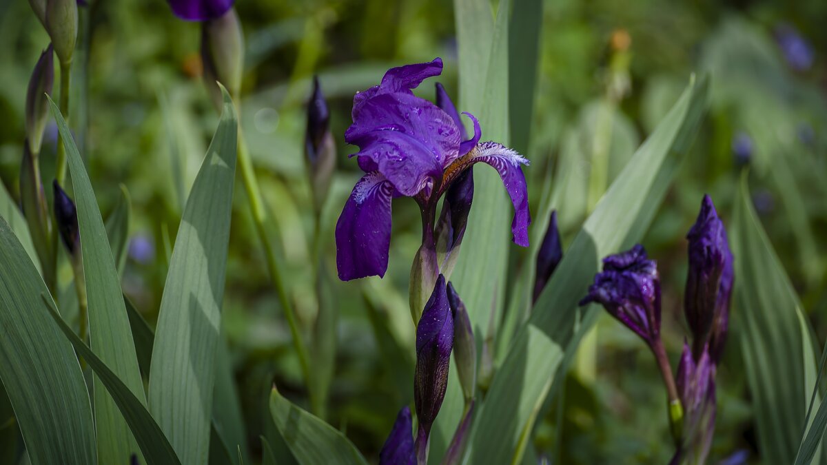 Фиолетовый ирис. - Вадим Басов
