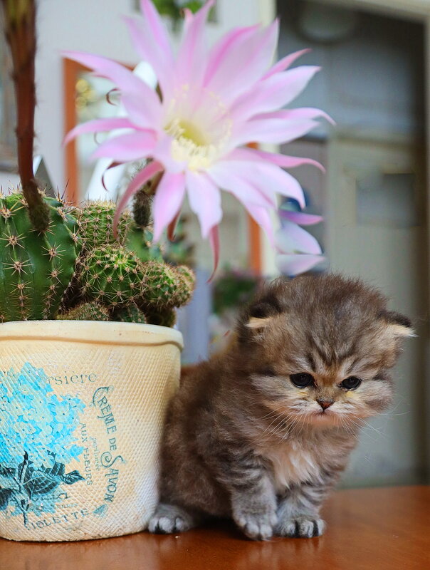 Золотая перс. шиншилла. Под кактусом. - Оля Богданович Золотая перс. шиншилла. Под кактусом. - Оля Богданович