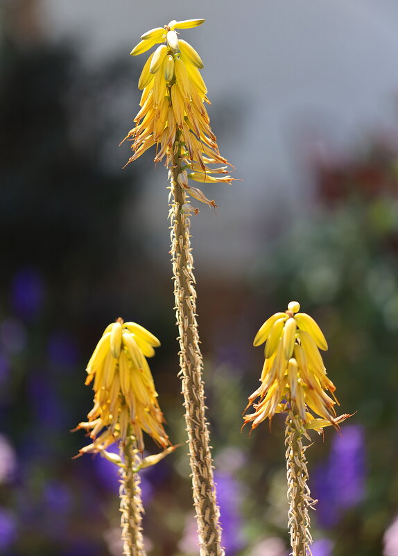 Желтые. - Оля Богданович