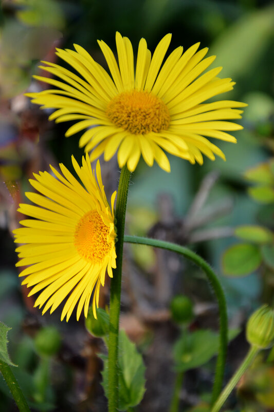 " Обнимашки..." - Надежда Куркина 