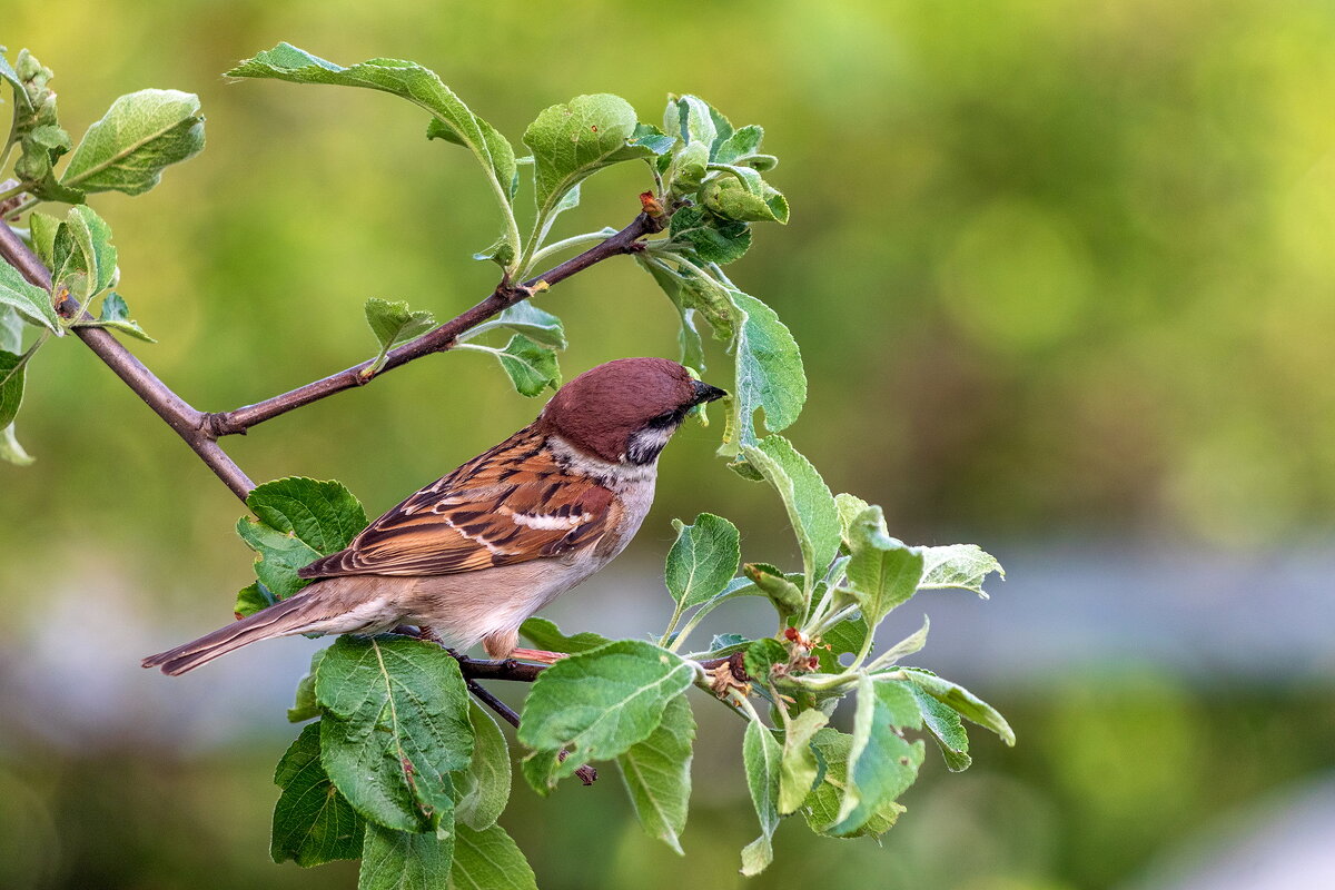 Многие считают воробья бесполезной птичкой ... - Анатолий. Chesnavik. Многие считают воробья бесполезной птичкой ... - Анатолий. Chesnavik.