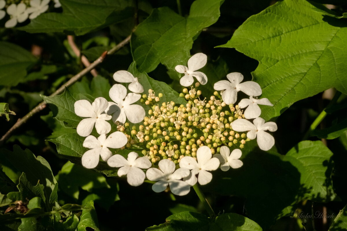 Калина цветёт... - Николай Гирш