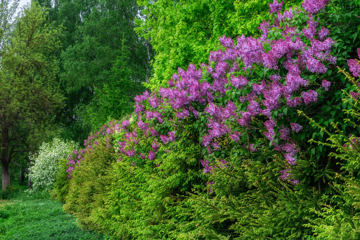 Май - Владимир Колесников
