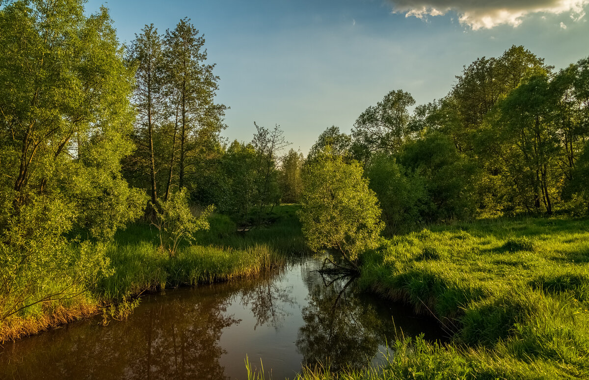 Родные берега - Андрей Дворников
