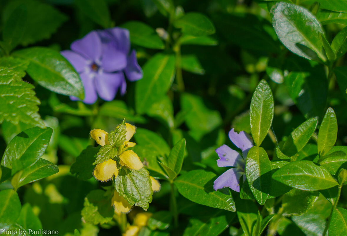 Под сенью леса... - Владимир Жданов