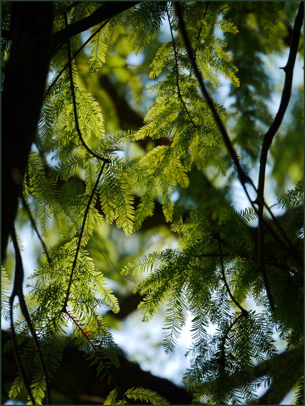 В тени - Наталья Rosenwasser