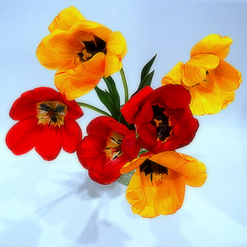 Тюльпаны мая-7 - Юрий Велицкий