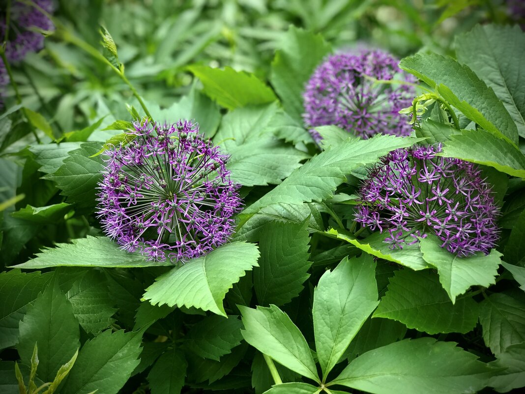 Луки - Любовь 