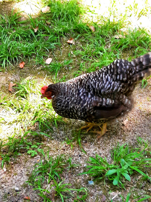 КУРОЧКА РЯБА - Tata Wolf