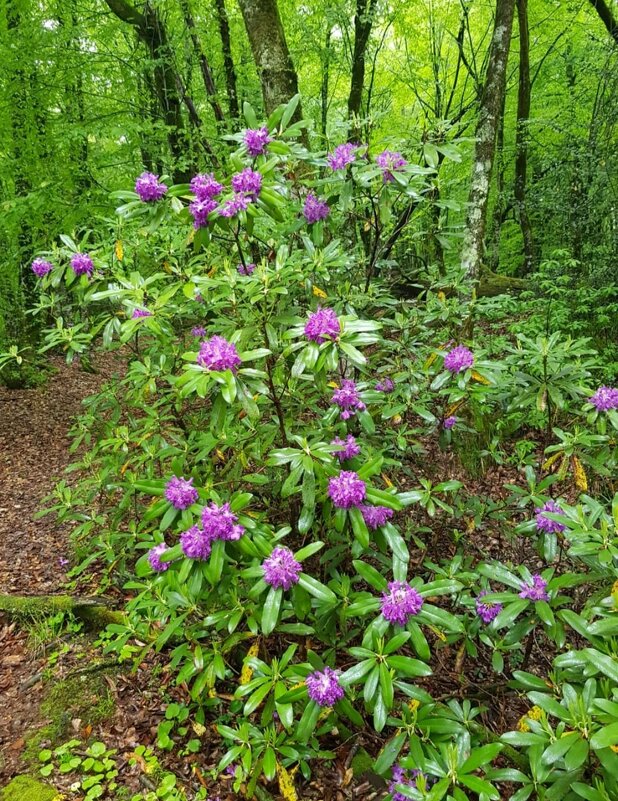 РОДОДЕНДРОНОВЫЙ ЛЕС - Tata Wolf РОДОДЕНДРОНОВЫЙ ЛЕС - Tata Wolf