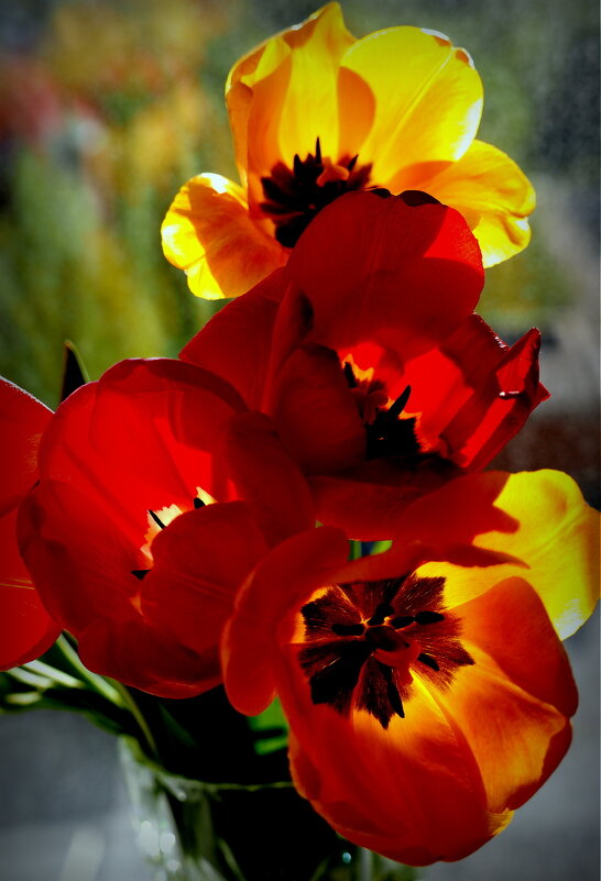 Горят рубином, греют янтарём - Юрий Велицкий