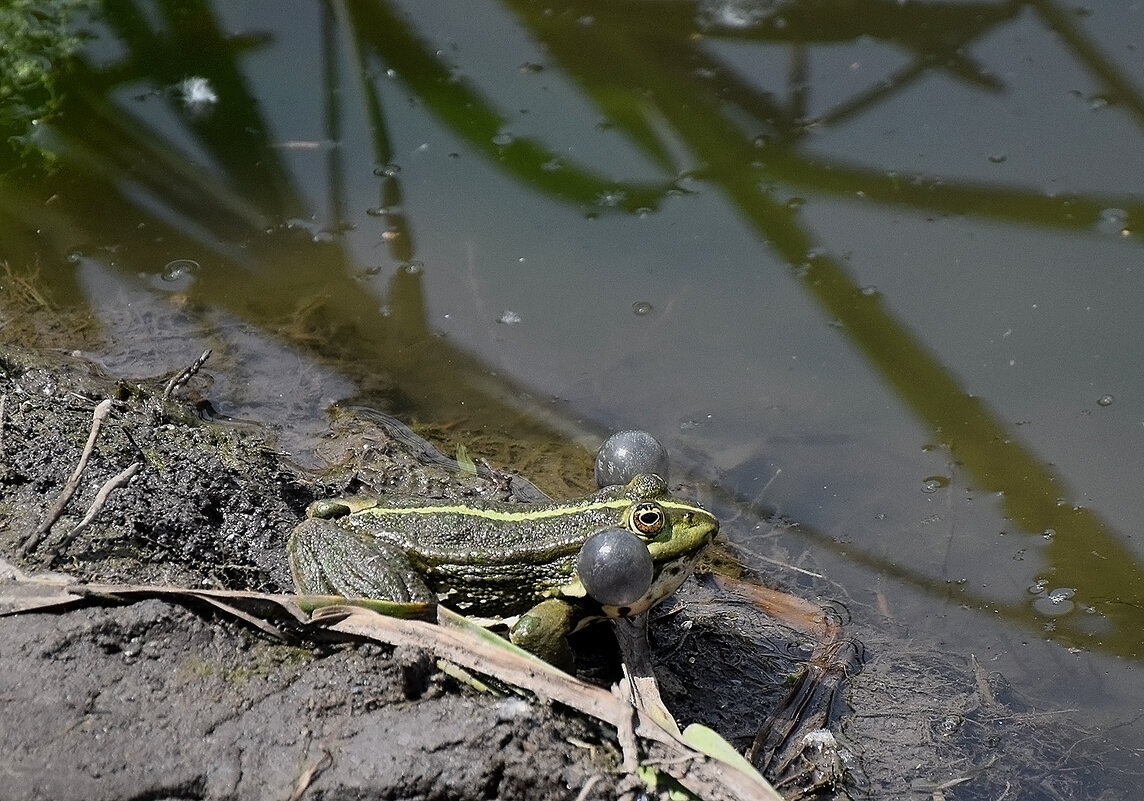 Дирижёр хора лягушек! - Валентина Нефёдова Дирижёр хора лягушек! - Валентина Нефёдова
