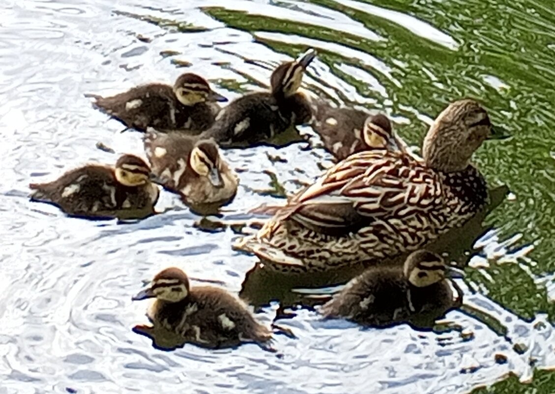 Утята - Сапсан 