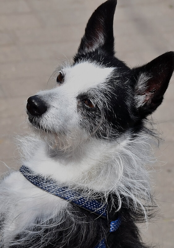 Позирую! - Валентина Нефёдова Позирую! - Валентина Нефёдова