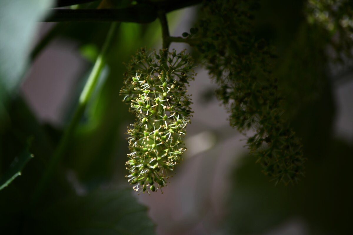 Цветы винограда)) - Татьяна Евдокимова Цветы винограда)) - Татьяна Евдокимова