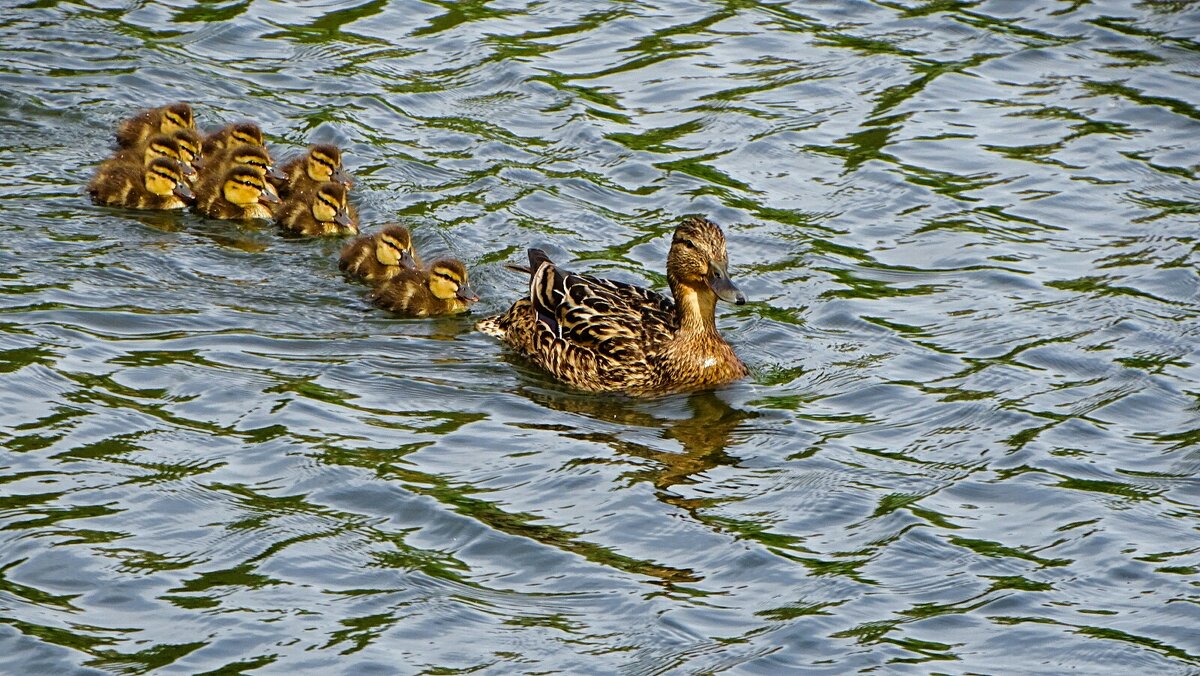 Кряква с выводком - Милешкин Владимир Алексеевич Кряква с выводком - Милешкин Владимир Алексеевич