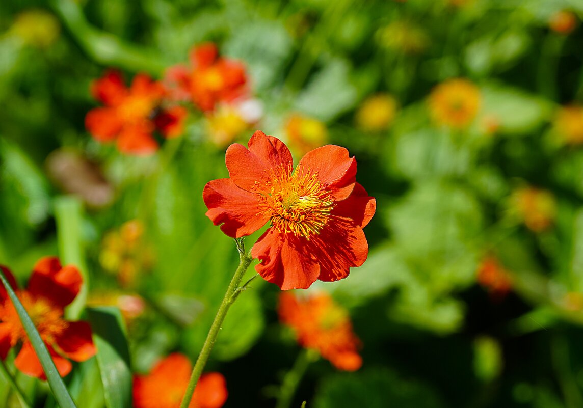 В Аптекарском огороде - Татьяна Тюменка В Аптекарском огороде - Татьяна Тюменка