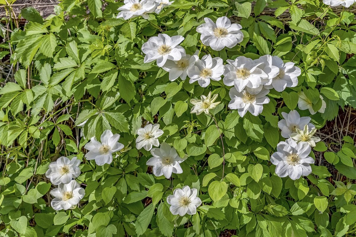 Клематис guernsey cream - Валерий Иванович Клематис guernsey cream - Валерий Иванович