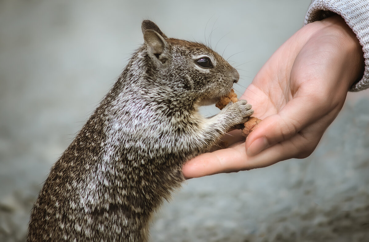 Доверие - Александр Доверие - Александр