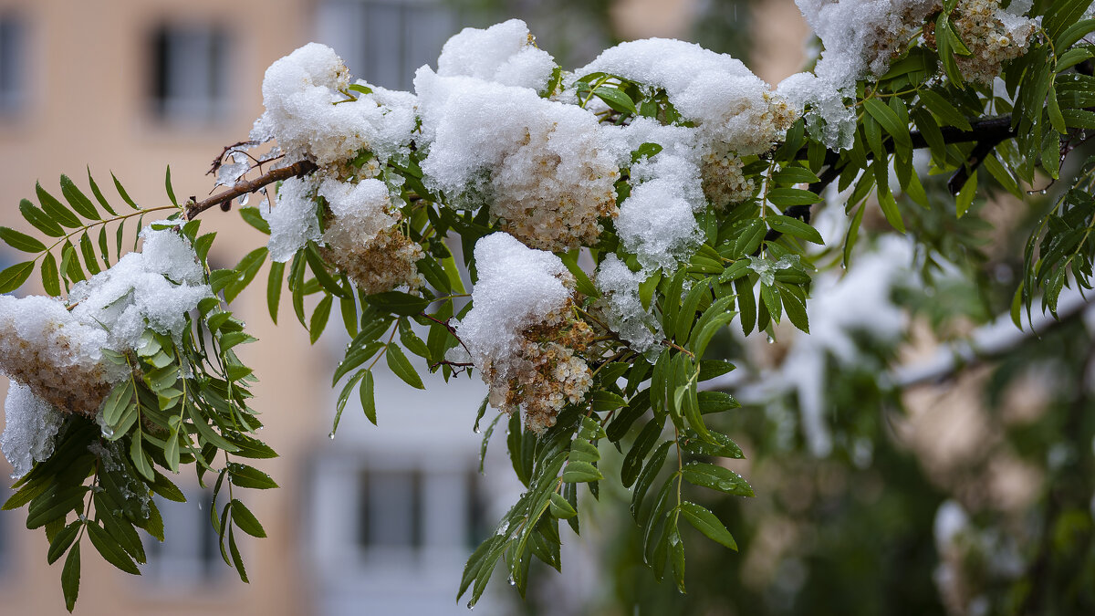 Природа в Сибири продолжает чудить! 29.05.2025г. - Вадим Басов Природа в Сибири продолжает чудить! 29.05.2025г. - Вадим Басов
