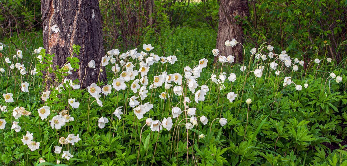 Весна - Петр 