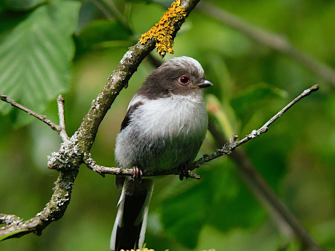 Молодой ополовник - Лина 