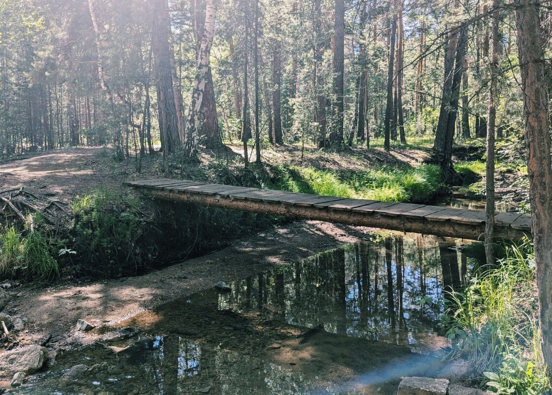 Речка в сосновом бору - Георгиевич Речка в сосновом бору - Георгиевич