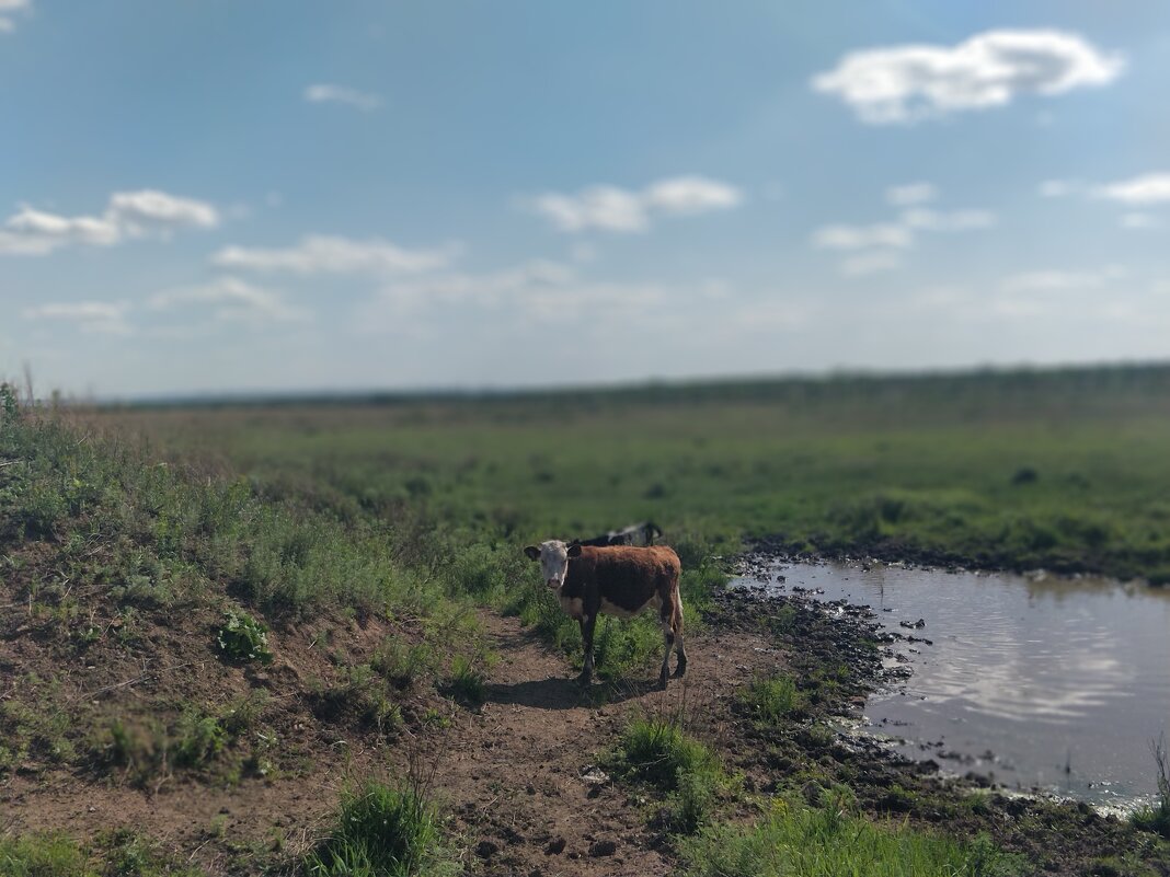 Степь - Андрей Хлопонин Степь - Андрей Хлопонин