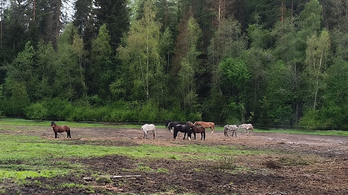 На выпасе. - Ольга На выпасе. - Ольга