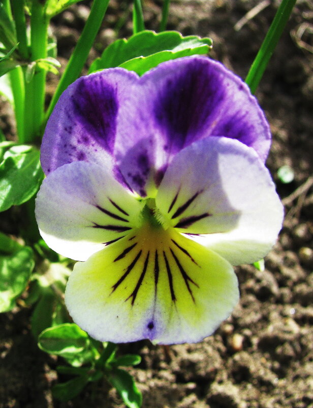 Нежная красавица - Людмила Смородинская