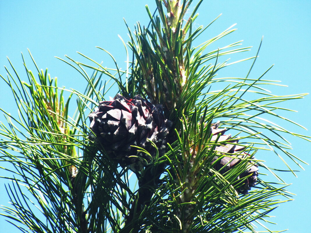 На кедре шишечки растут - Людмила Смородинская На кедре шишечки растут - Людмила Смородинская