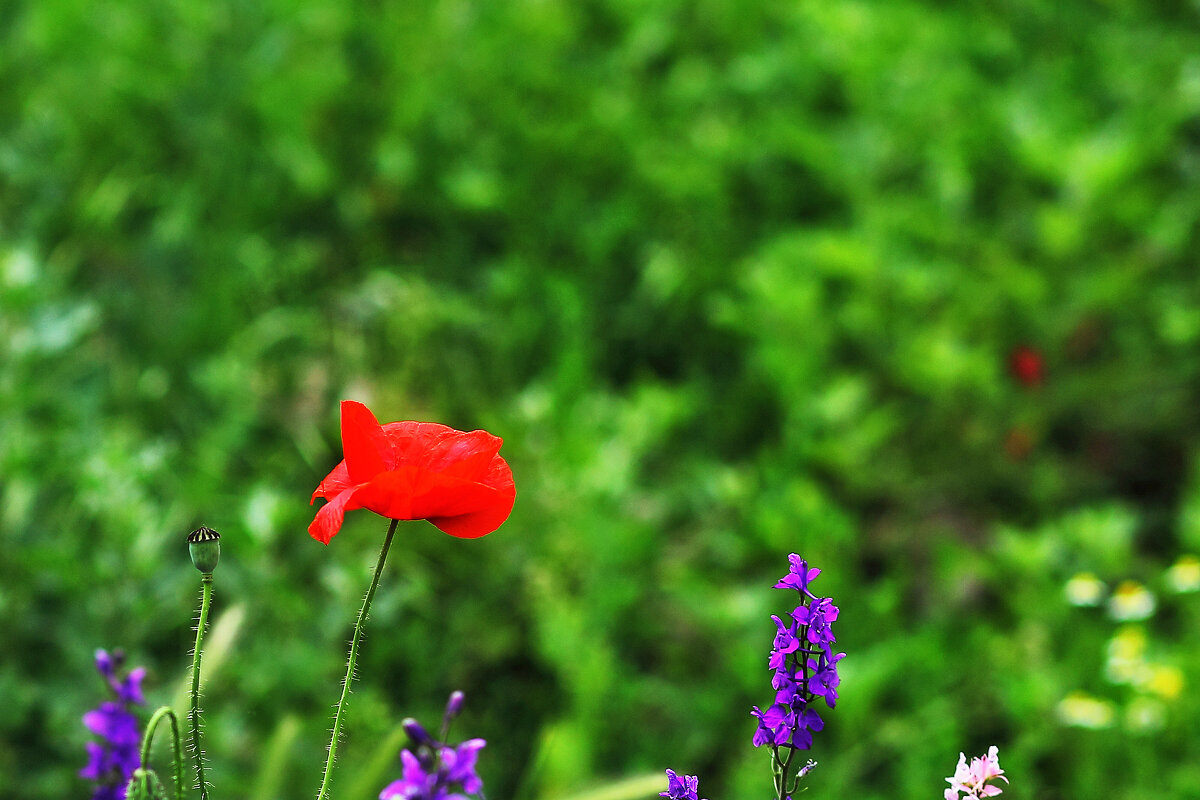 Мак цветёт - Юрий Гайворонскiий Мак цветёт - Юрий Гайворонскiий