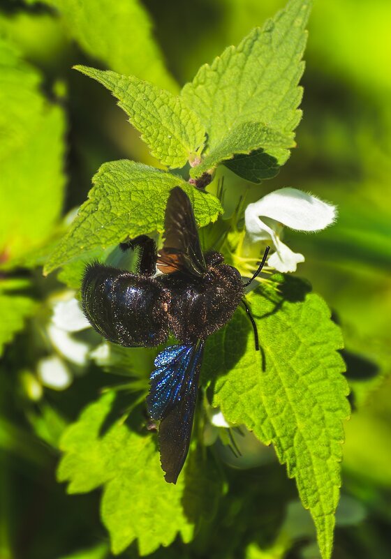 Пчела-плотник - Игорь Сикорский Пчела-плотник - Игорь Сикорский