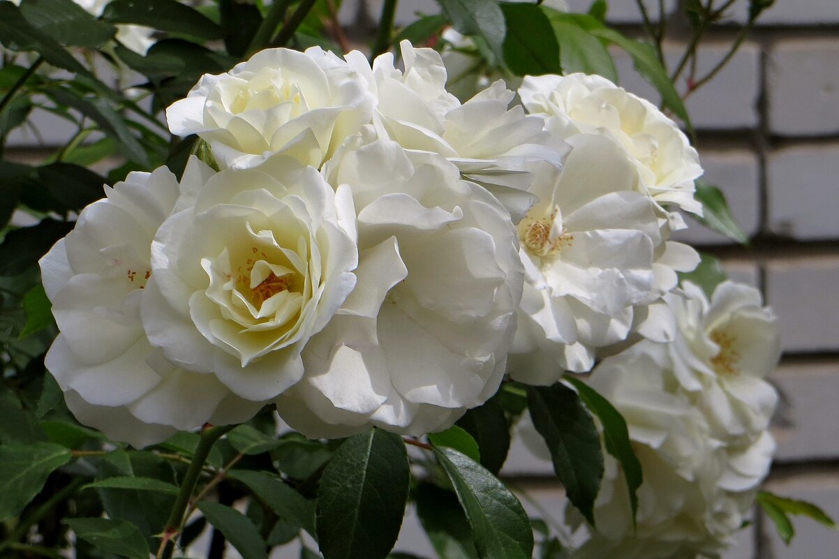 Белые розы - Татьяна Смоляниченко Белые розы - Татьяна Смоляниченко