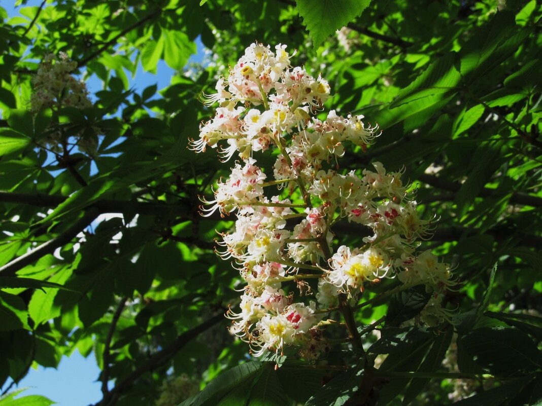 май - Елена Шаламова