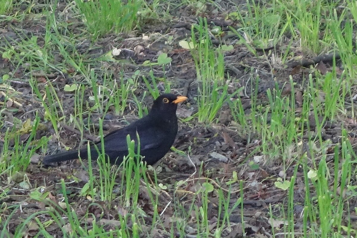 Чёрный дрозд - Рита Симонова Чёрный дрозд - Рита Симонова